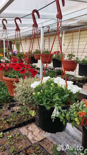 Растения оптом
