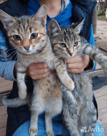 Отдам котят
