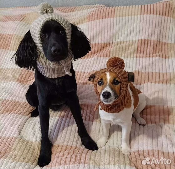 Свитер, комбинезон, жилетка вязаные для собак