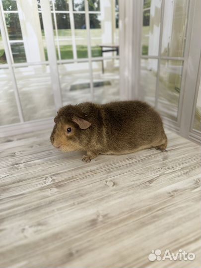 Морские свинки