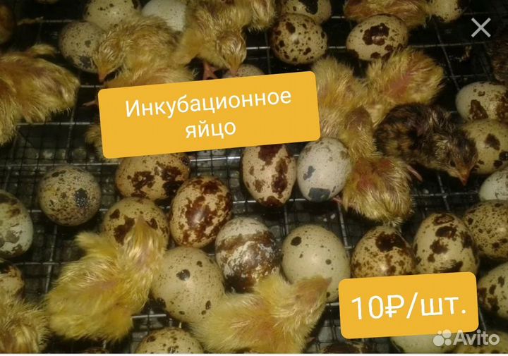 Перепелинные яйца