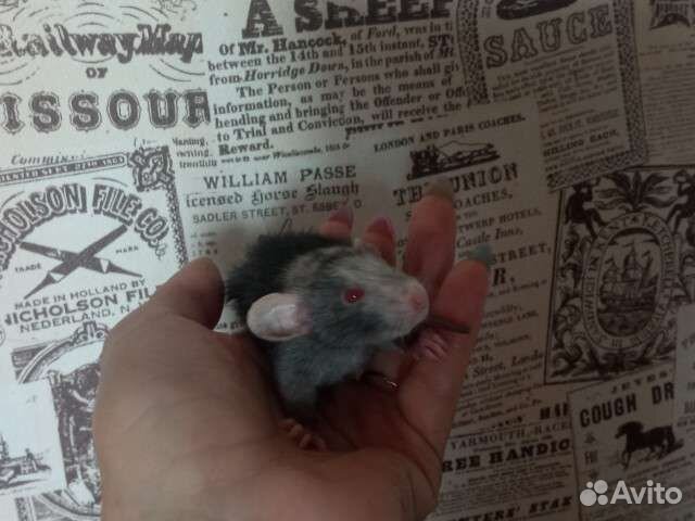 Крысята марбл/лонг/девил