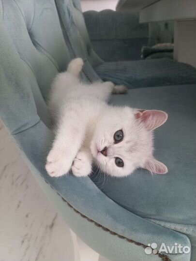 Британская короткошерстная