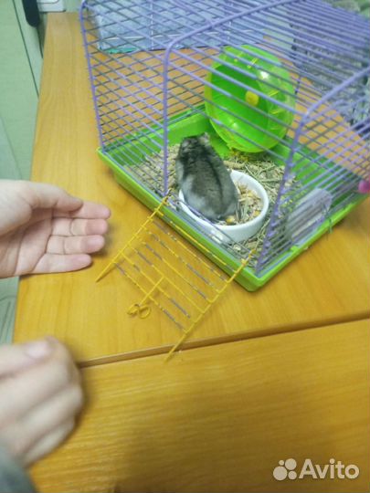 Джунгарский хомяк