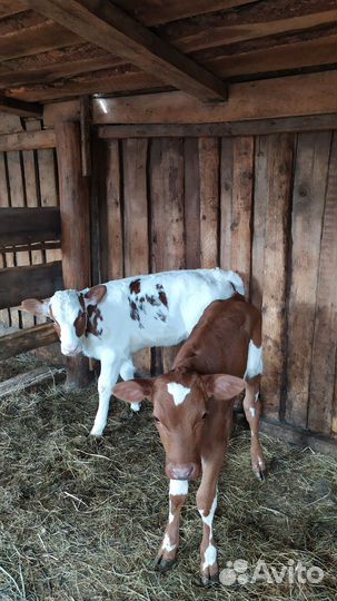 Телята телочки