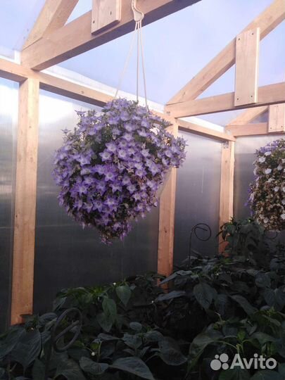 Кампанула жених и любовник