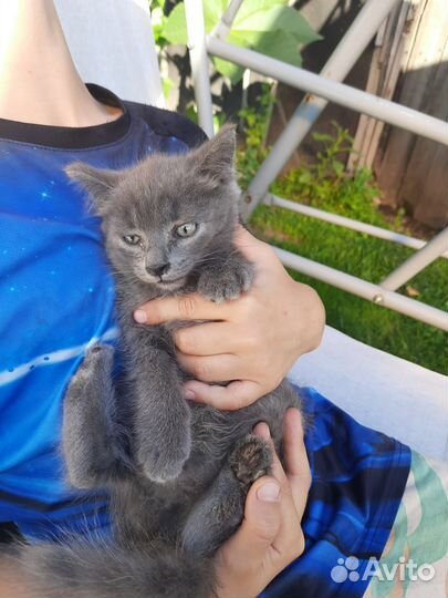 Кошечка в добрые руки