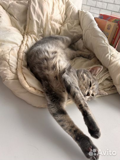 Отдам кошку в добрые руки