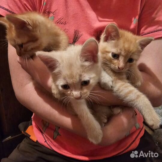 Котята в добрые руки