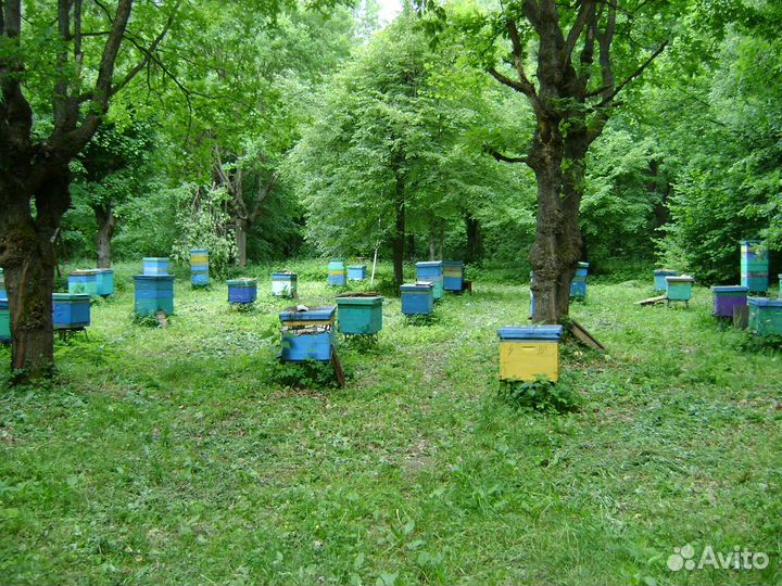 Обучение пчеловодству