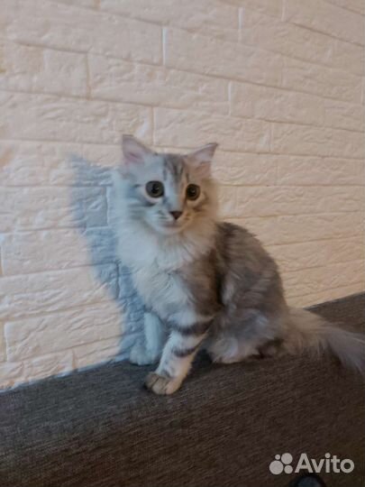 Кот