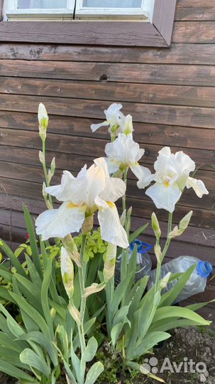 Ирис белый