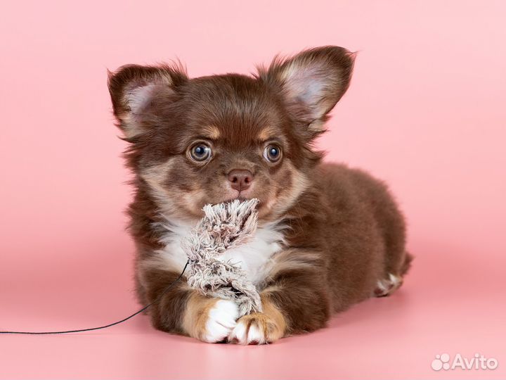 Щенок чихуахуа