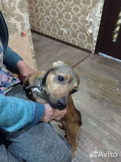 Маленькая собачка