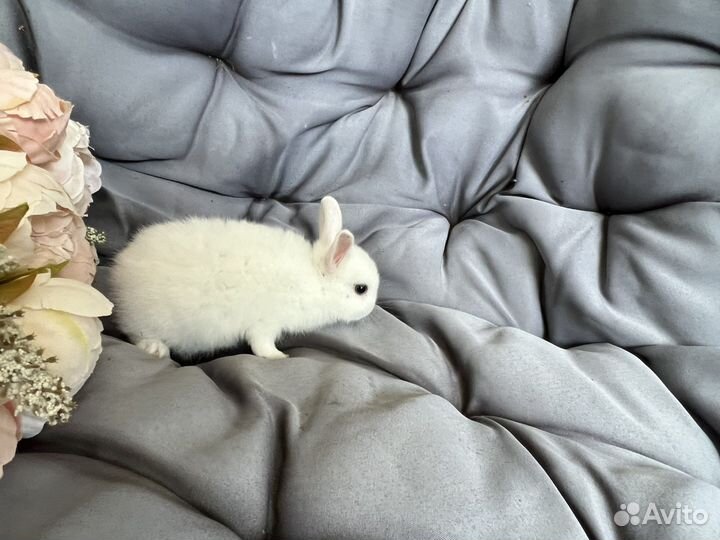 Декоративные кролики