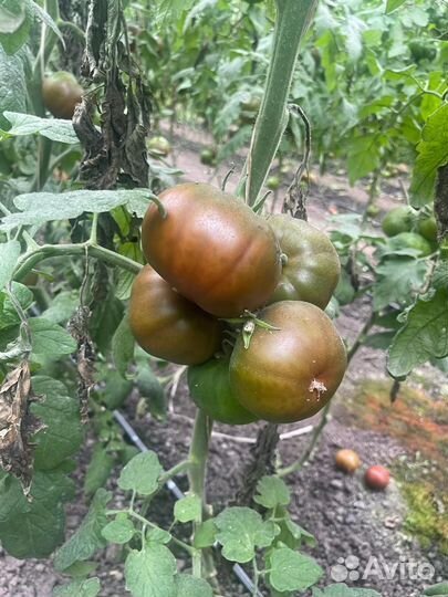 Семена чёрного томата Пандора