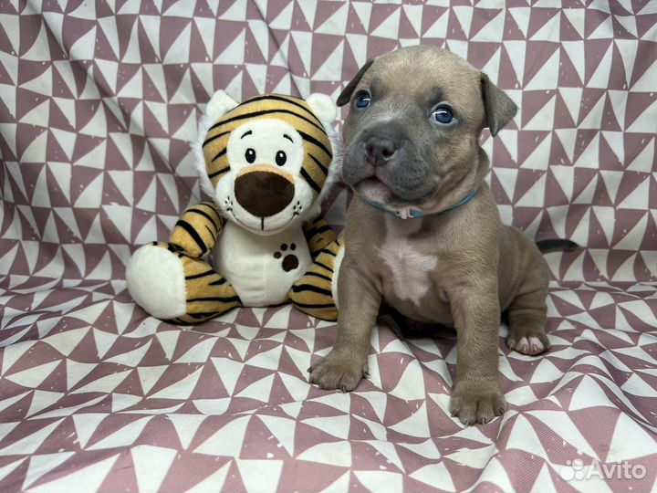 Щенки Американского булли
