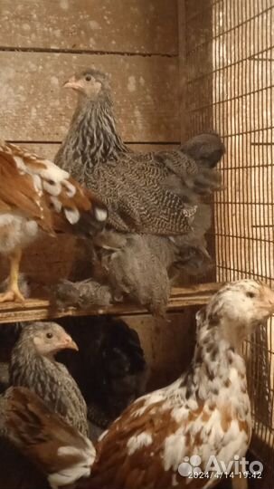 Брама темная