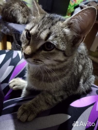 Кошка в дар бесплатно