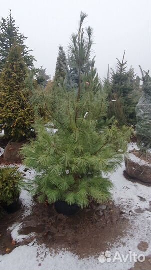 Сосна Веймутова