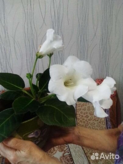 Глаксиния белая цветущая