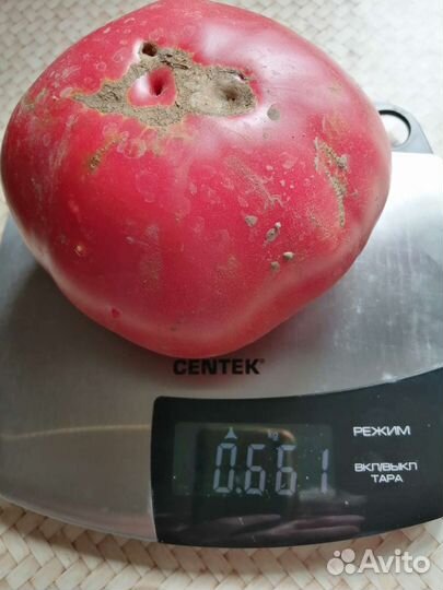 Семена помидор СССР