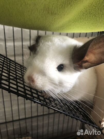 Шиншилла серебристая с клеткой