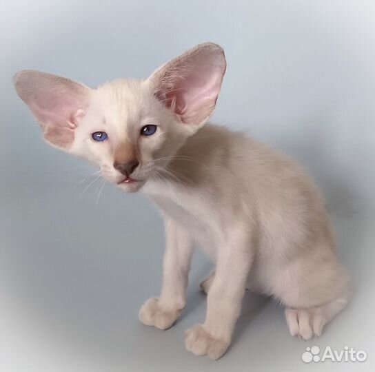 Ориентальные котята