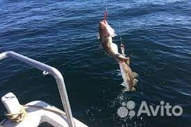 Морская рыбалка териберка