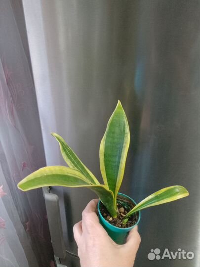 Комнатные растения