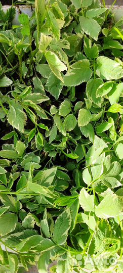 Сныть. Прекрасный ковëр для озеленения участка