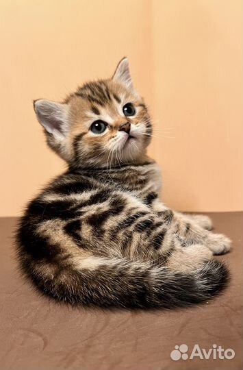 Шотландские прямоухие котята