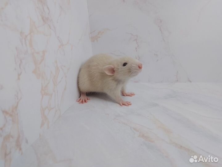 Дамбо крыса декоративная
