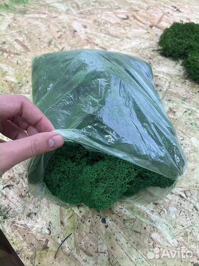 Мох ягель стабилизированный