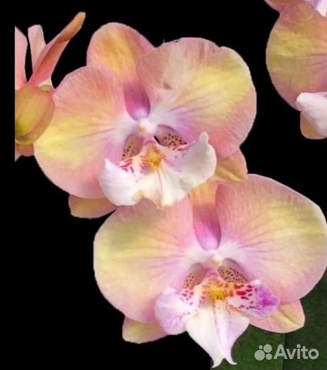 Орхидея Биглип Единорог