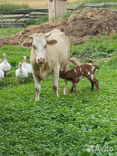 Корова дойная с теленком