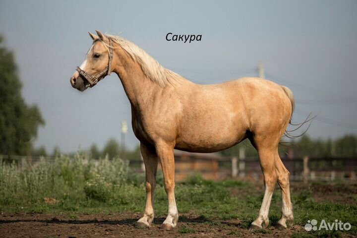 Уэльский пони