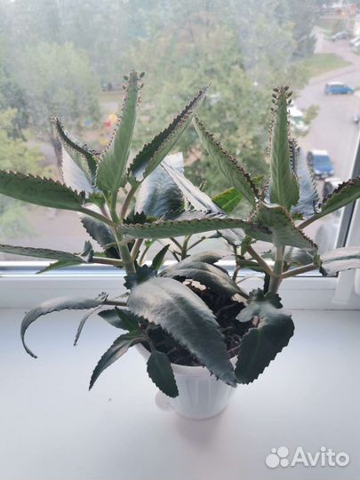 Каланхоэ лечебное