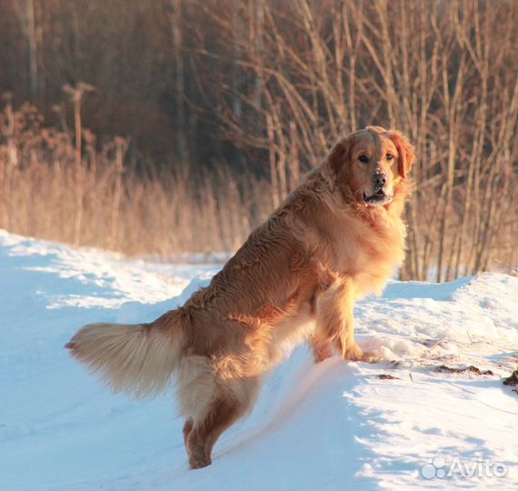 Рыжие голдяшки