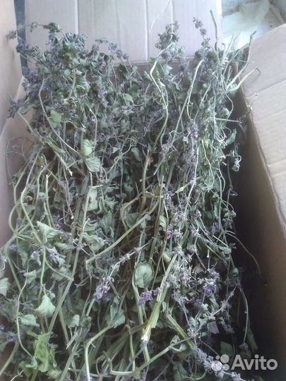 Мята супер ментол сухая. Рассада