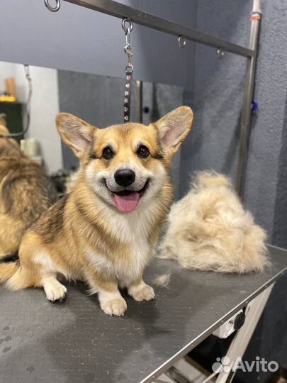 Грумер.Стрижка собак.Экспресс линька. Груминг