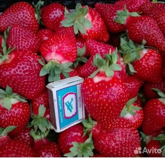 Рассада клубники