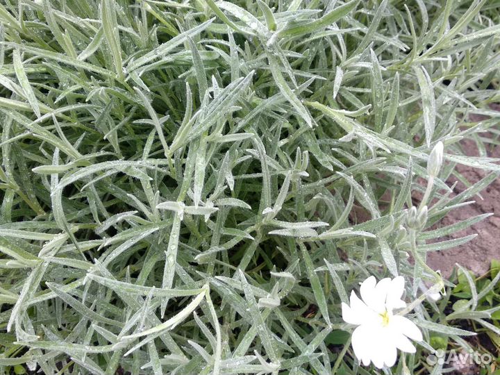 Почвопокровные растения