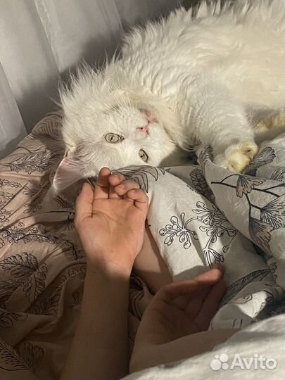 Кот мейн-кун