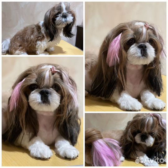 Грумер стрижка собак