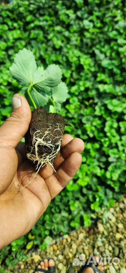 В наличии касетная Расада Клубники Априка,Антея