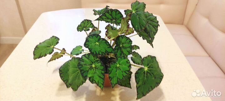 Бегония королевская