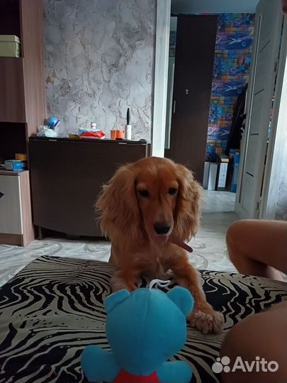 Кокер спаниель