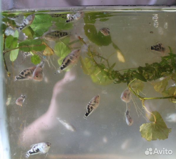 Гурами мальки