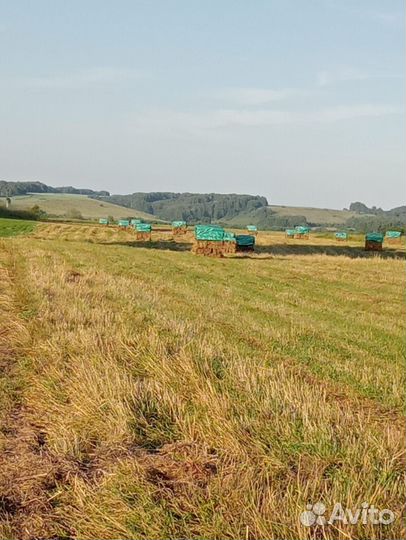 Сено в тюках разнотравье